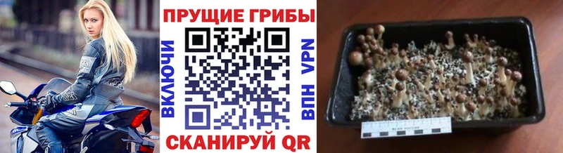 Галлюциногенные грибы ЛСД  блэк спрут ONION  Гусь-Хрустальный 